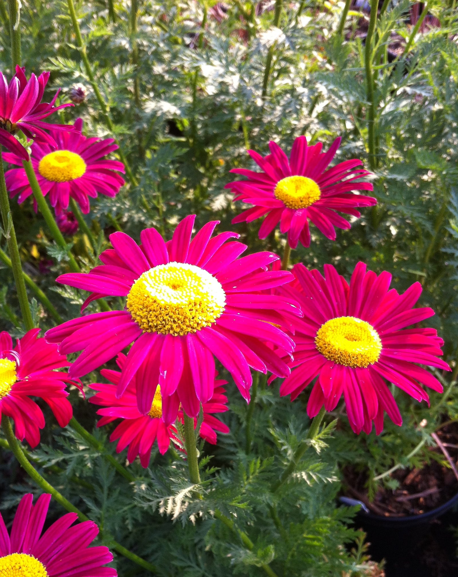 Tanacetum coccineum Robinson's Red Painted Daisy