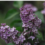 Syringa x vulgaris Sensation Sensation Lilac