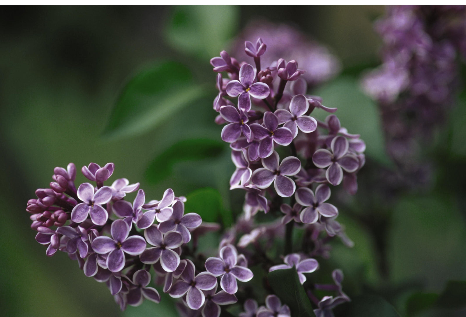 Syringa x vulgaris Sensation Sensation Lilac