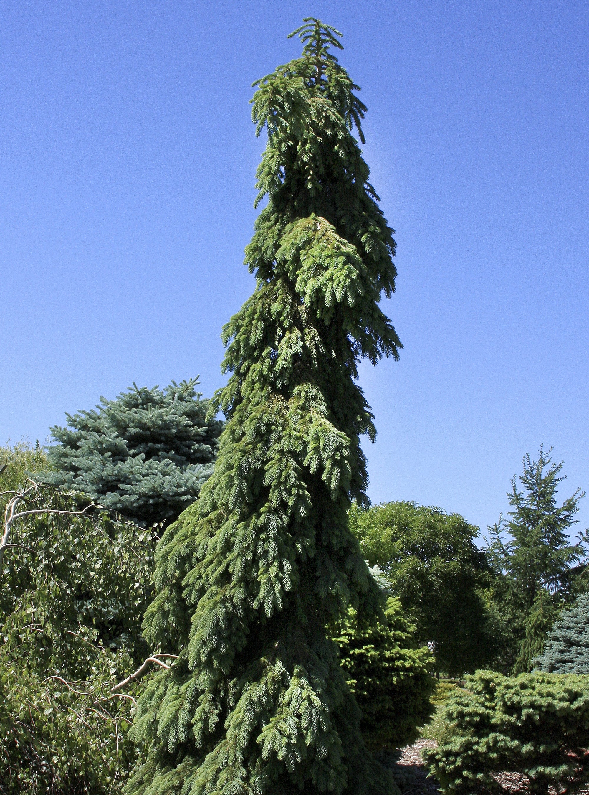 Picea glauca Pendula Weeping White Spruce