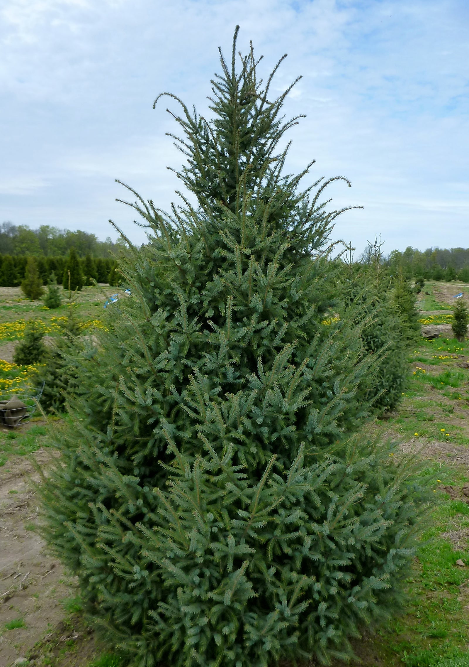 Picea mariana Black Spruce