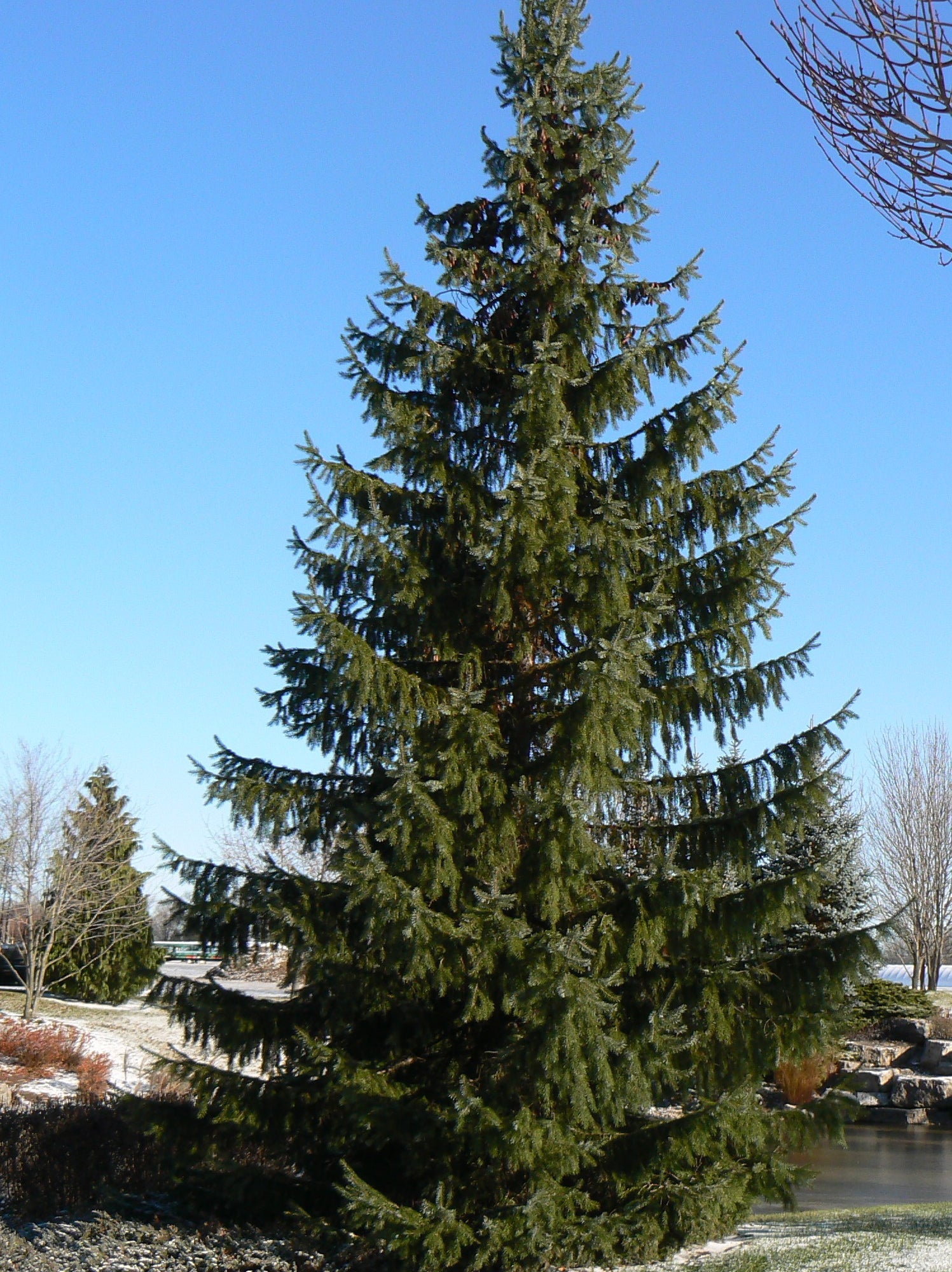 Picea omorika Serbian Spruce