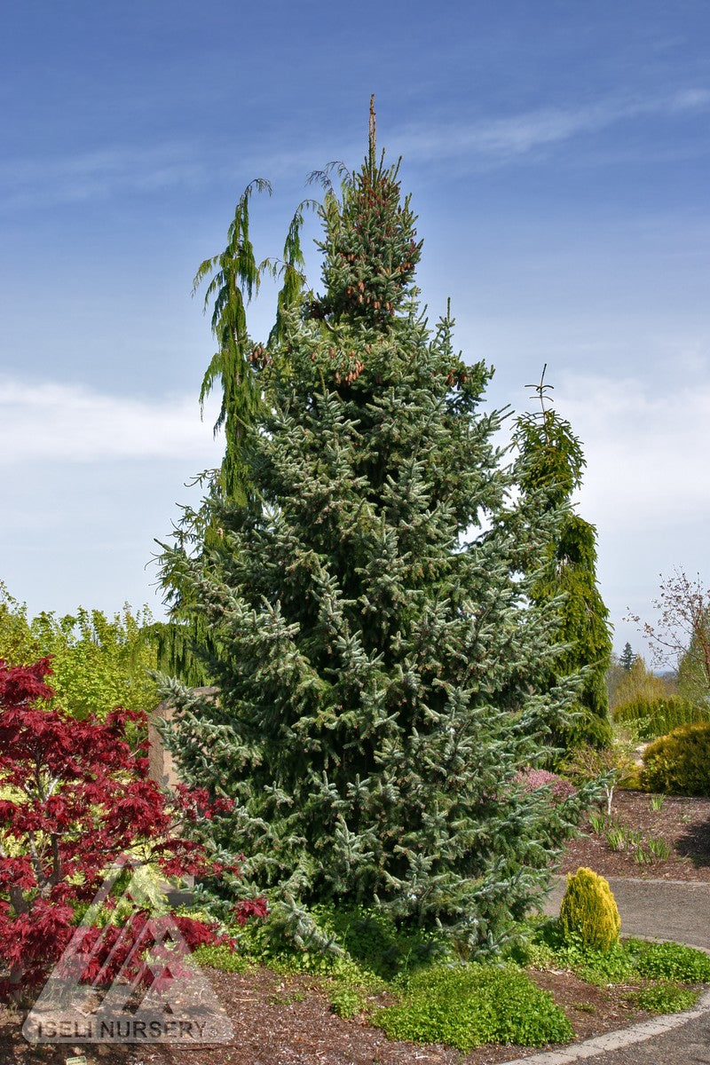 Picea omorika Bruns Bruns Serbian Spruce