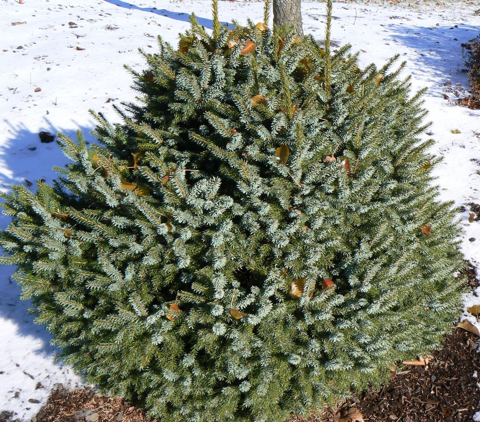 Picea omorika Nana Dwarf Serbian Spruce