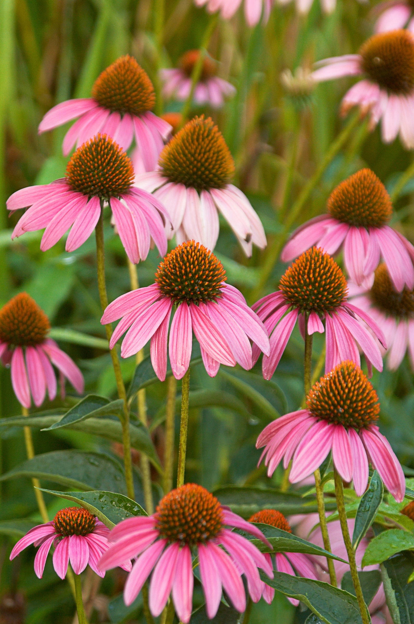 Echinacea purpurea Purple Coneflower