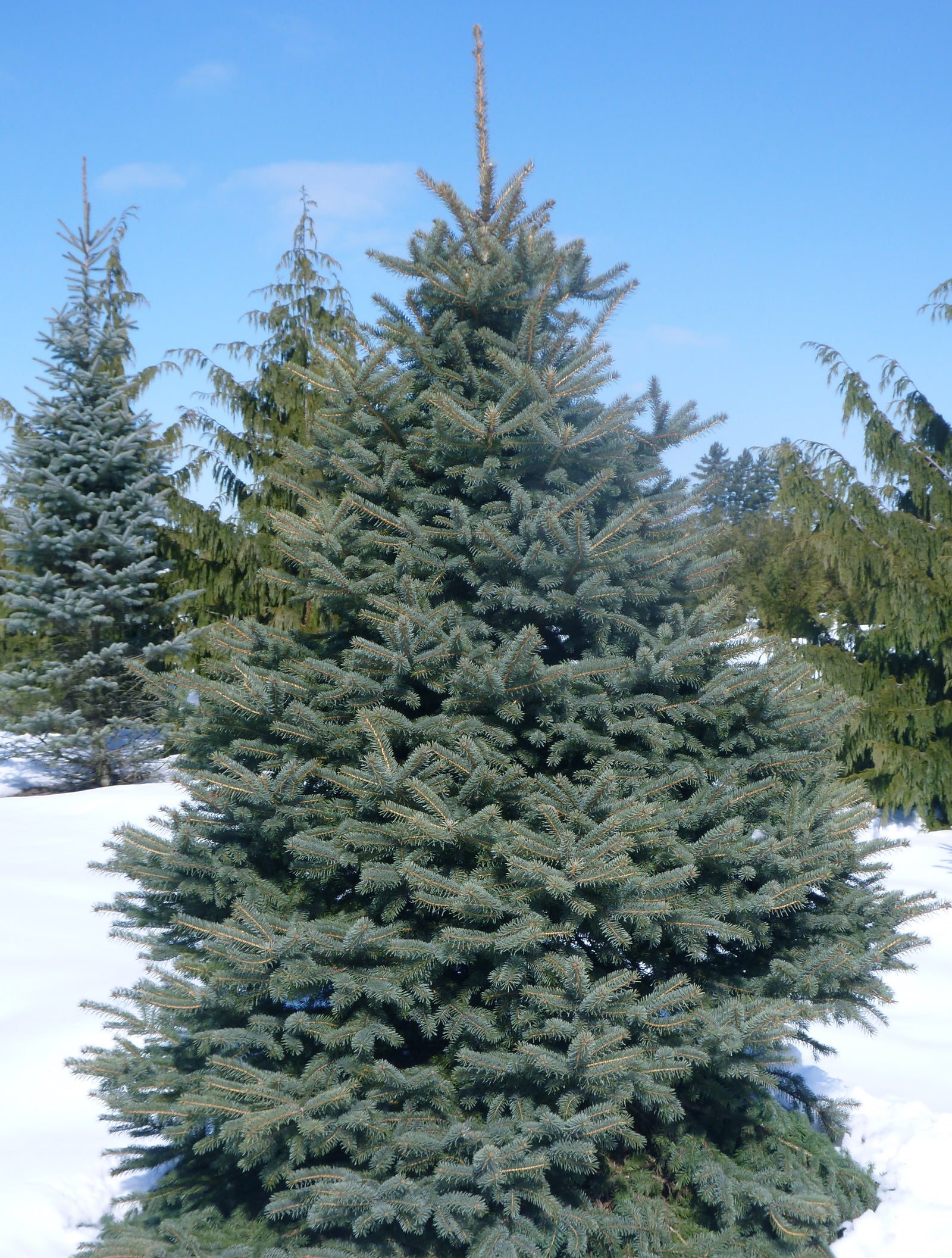 Picea pungens Colorado Spruce