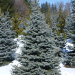 Picea pungens Baby Blue Baby Blue Spruce