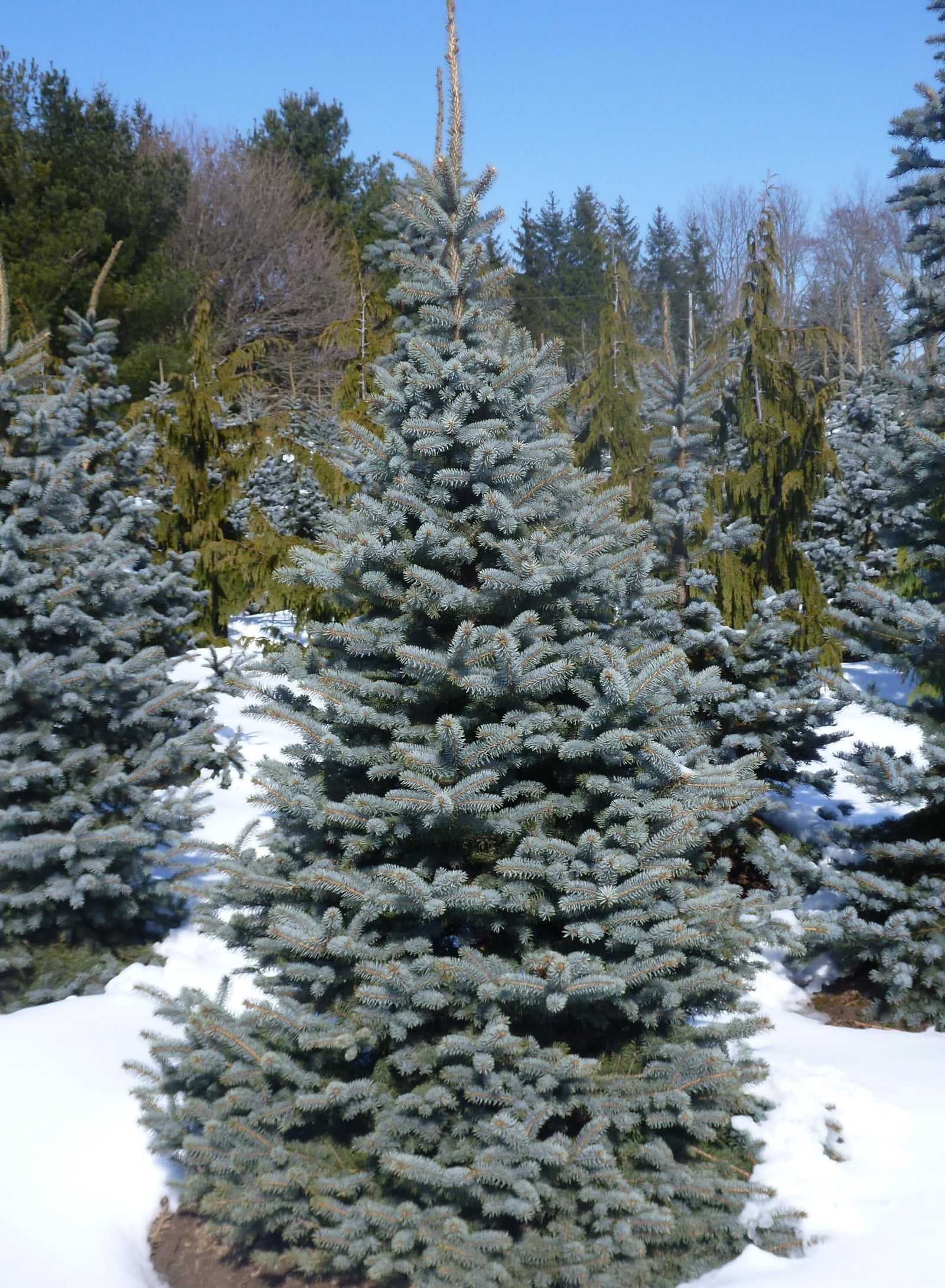 Picea pungens Baby Blue Baby Blue Spruce