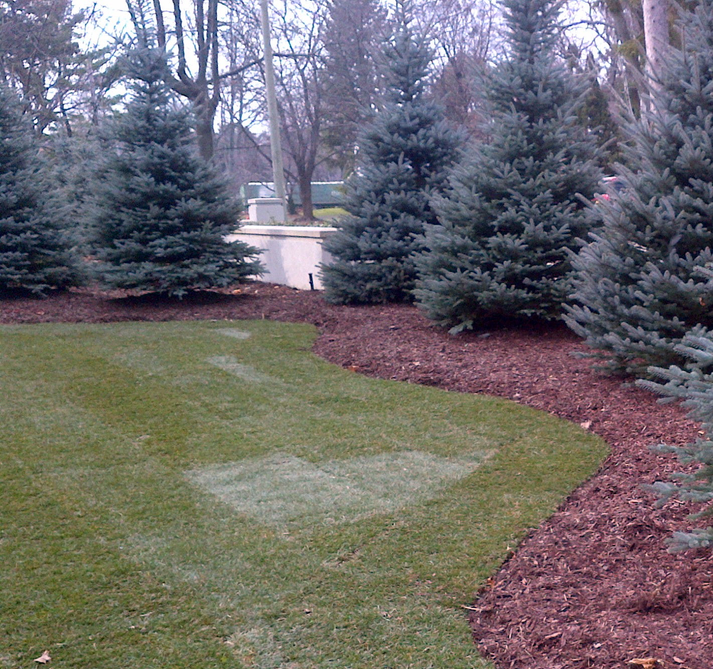 Picea pungens Fat Albert Fat Albert Blue Spruce