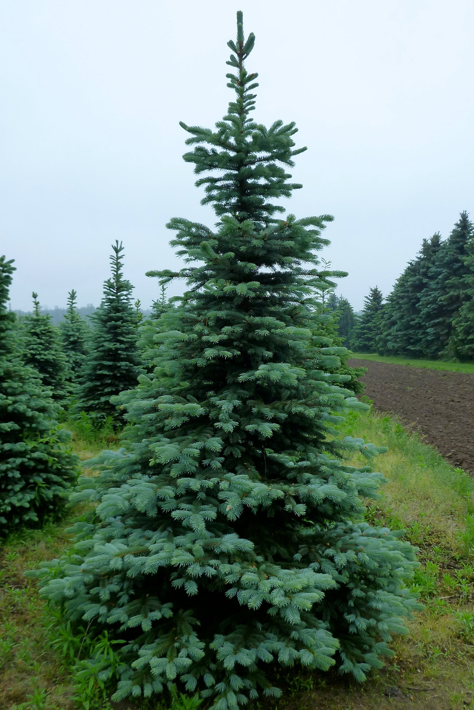 Picea pungens var. Glauca Blue Colorado Spruce