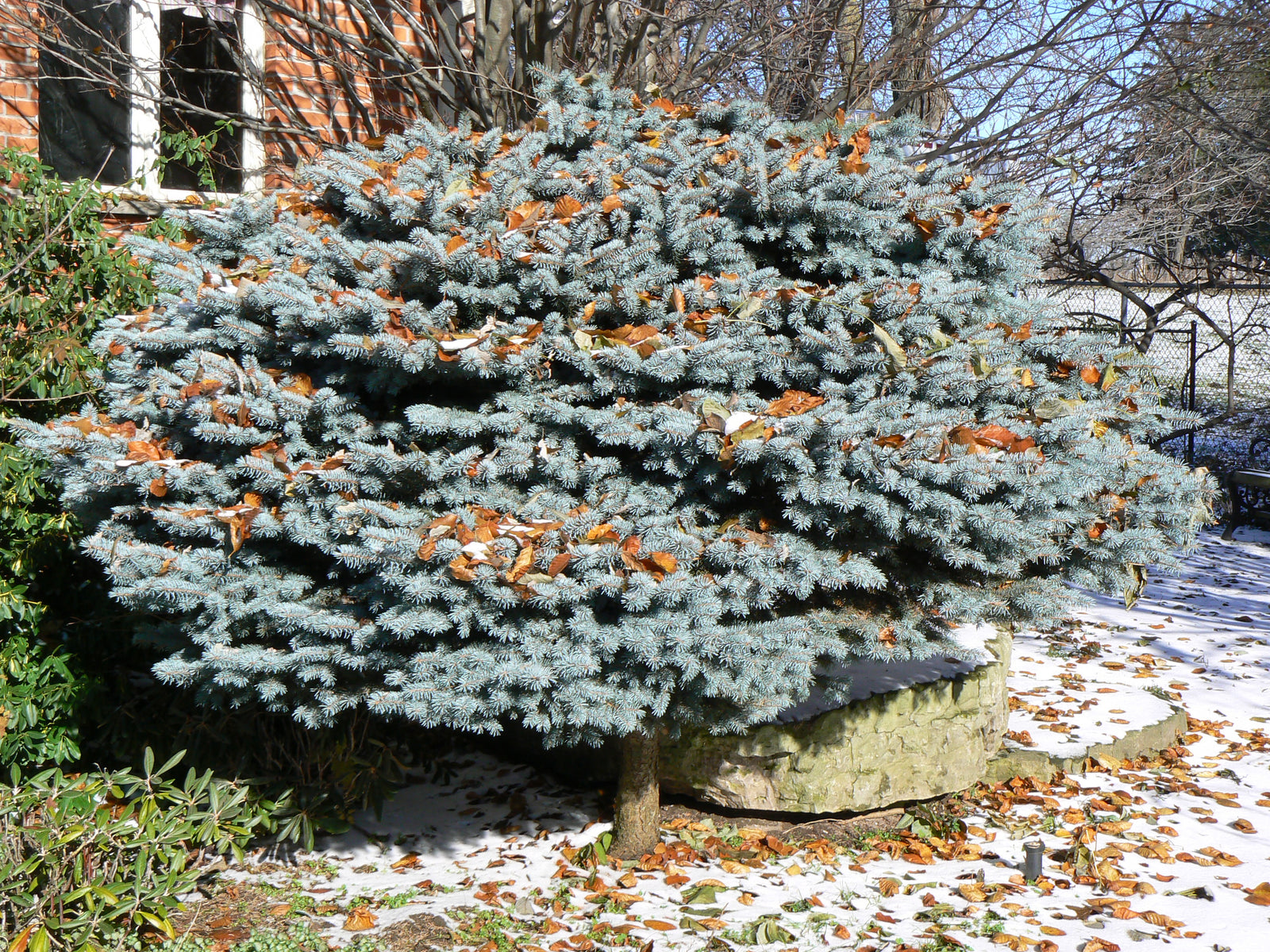 Picea pungens Glauca Globosa Globe Blue Spruce