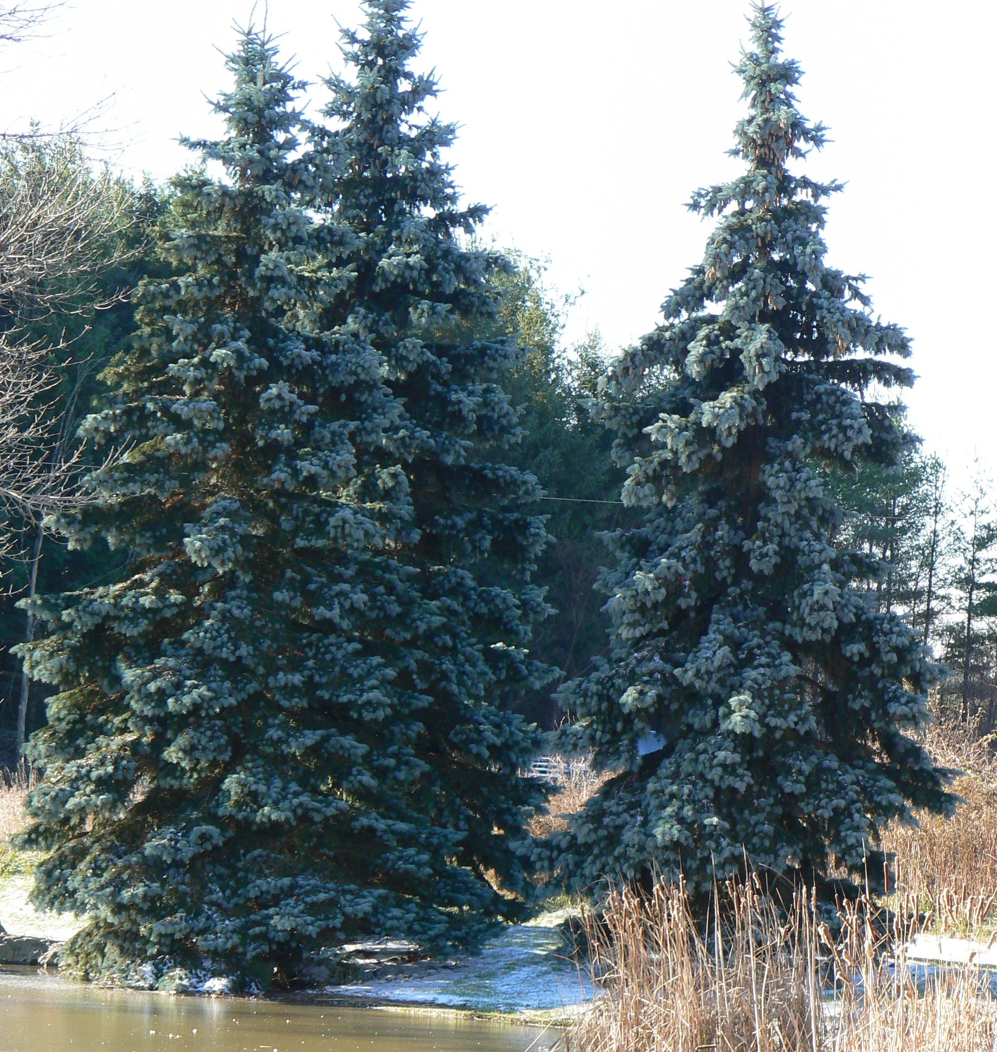 Hoopsii Blue Spruce – GardenTap