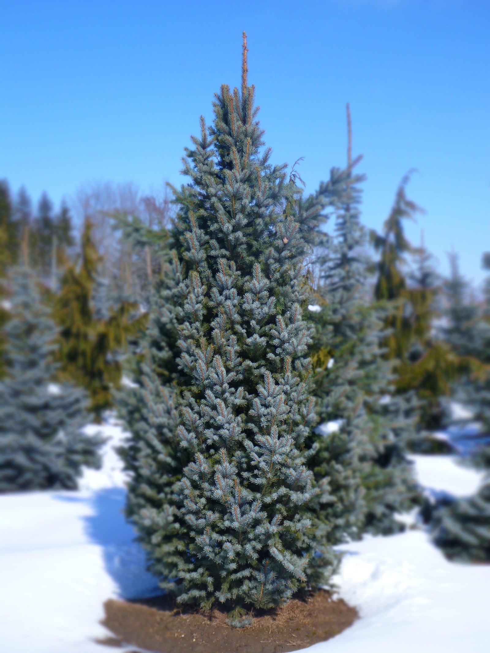 Picea pungens Iseli Fastigiate Iseli Columnar Blue Spruce