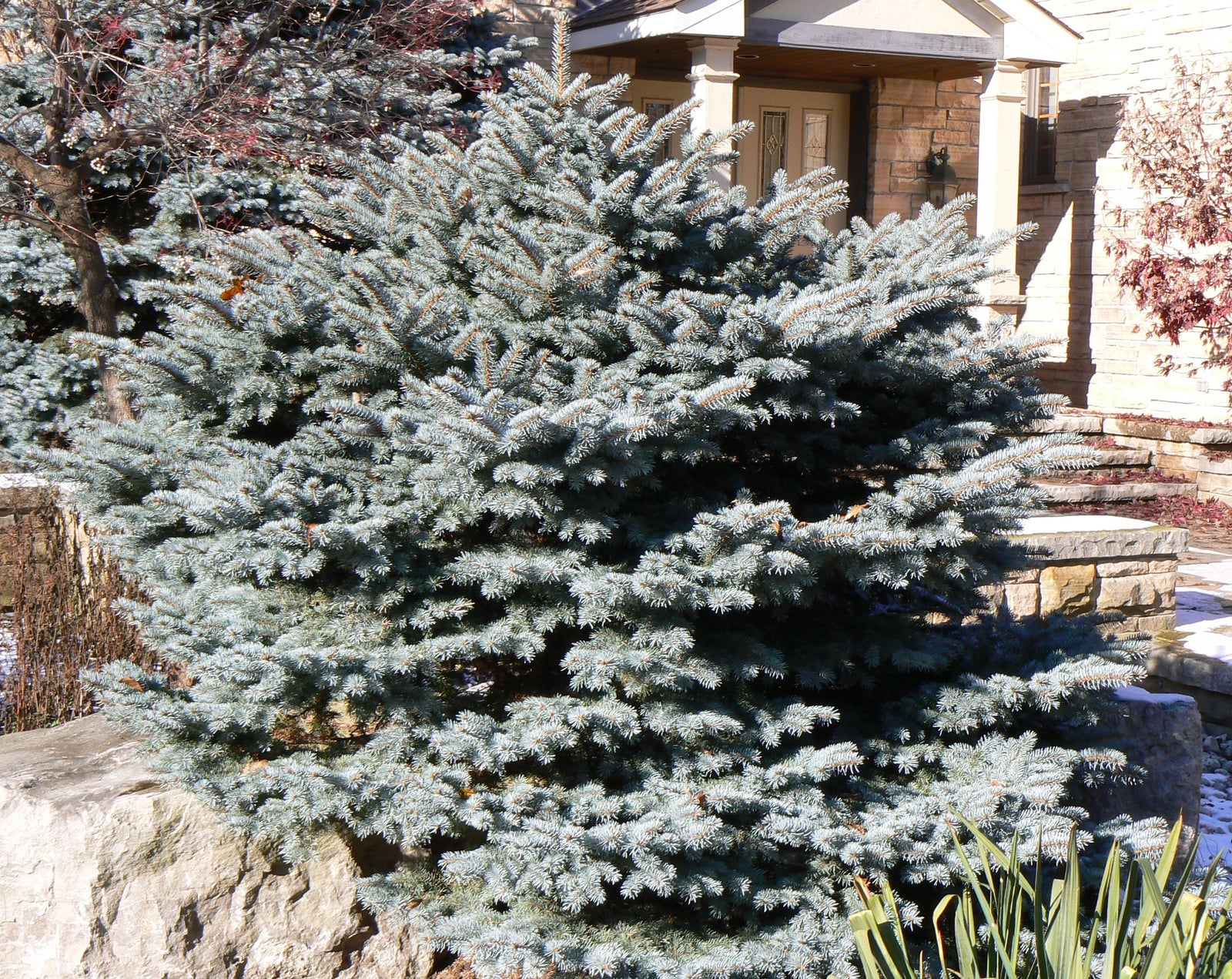 Picea pungens Montgomery Montgomery Blue Spruce