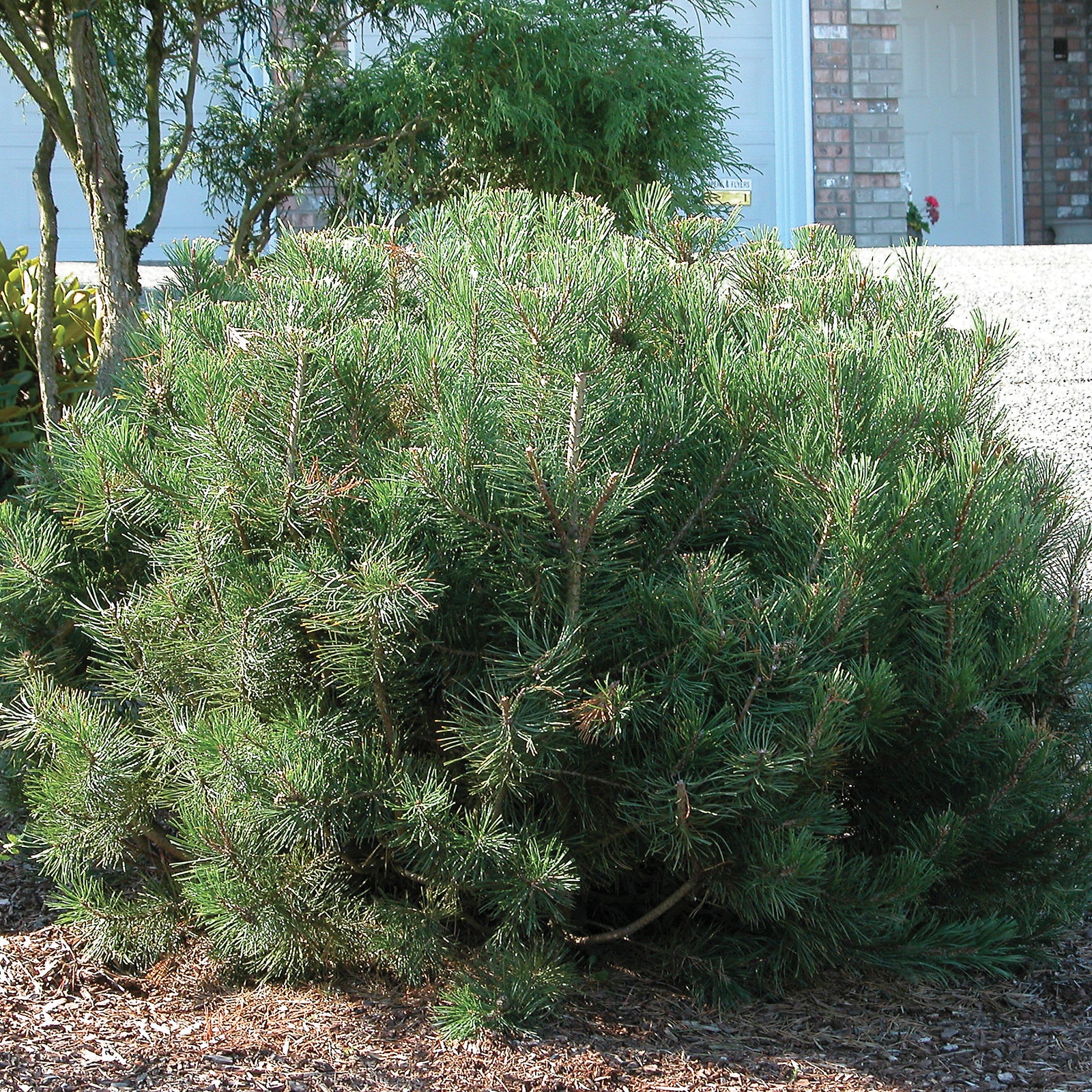 Pinus mugo var. pumilio Dwarf Mugo Pine