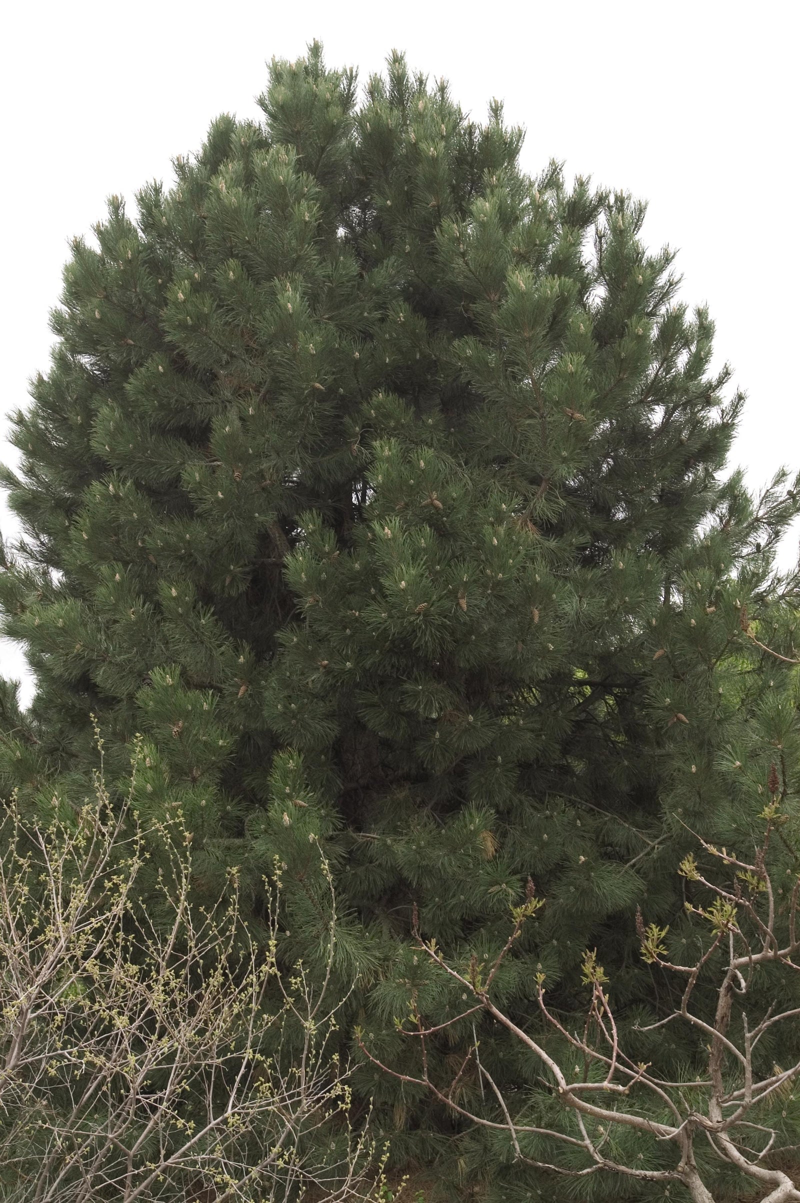 Pinus nigra Austrian Pine