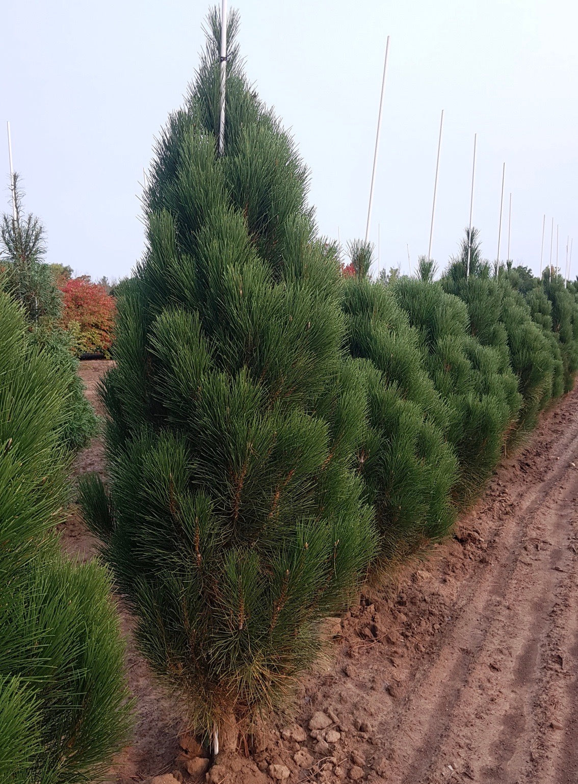 Pinus nigra Teardrop PP12806 Teardrop Columnar Austrian Pine