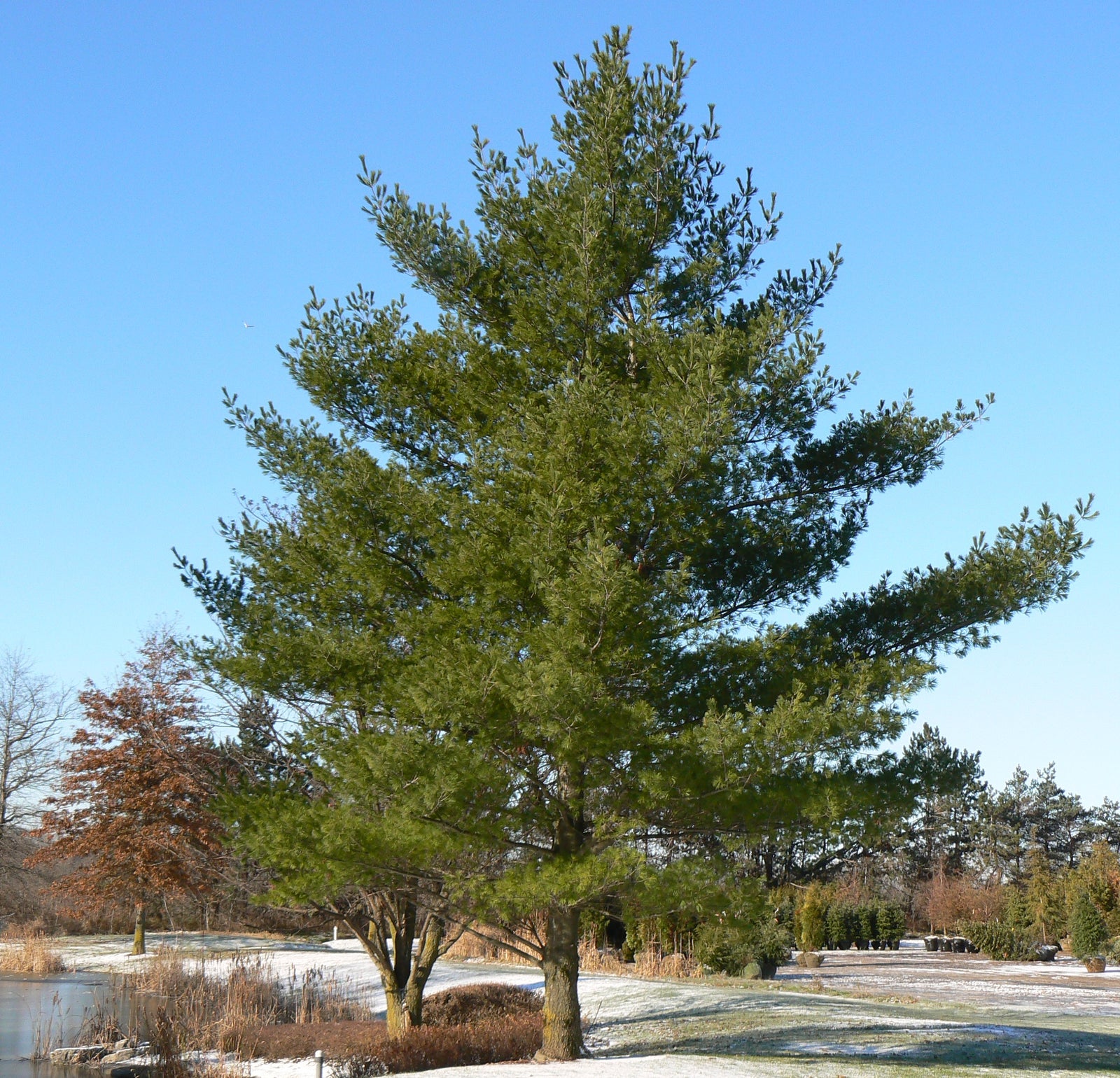 Pinus strobus Eastern White Pine