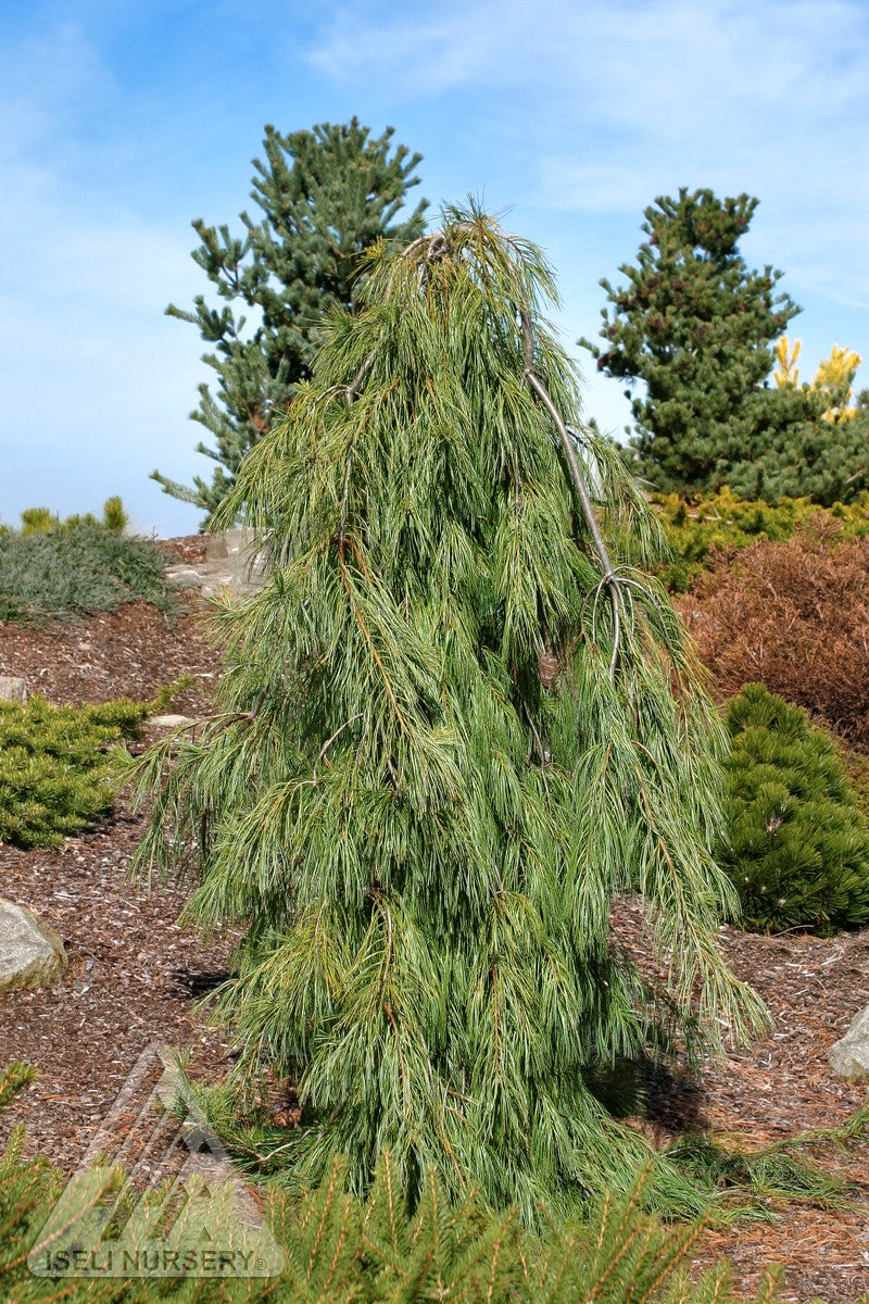 Pinus strobus Angel Falls Angel Falls White Pine