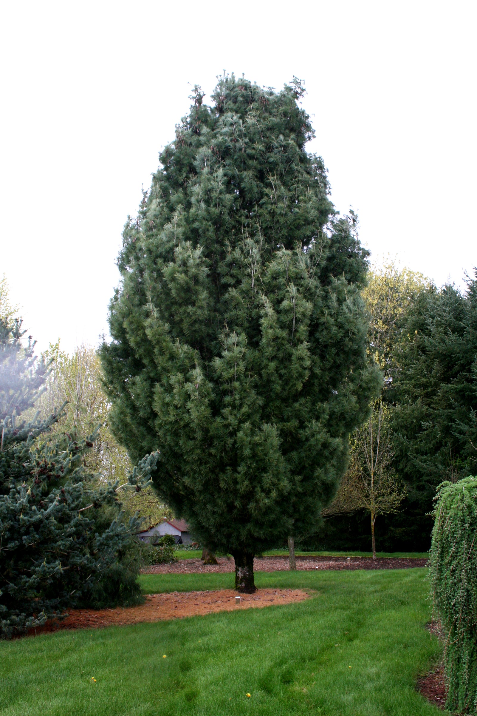 Pinus strobus Fastigiata Columnar White Pine