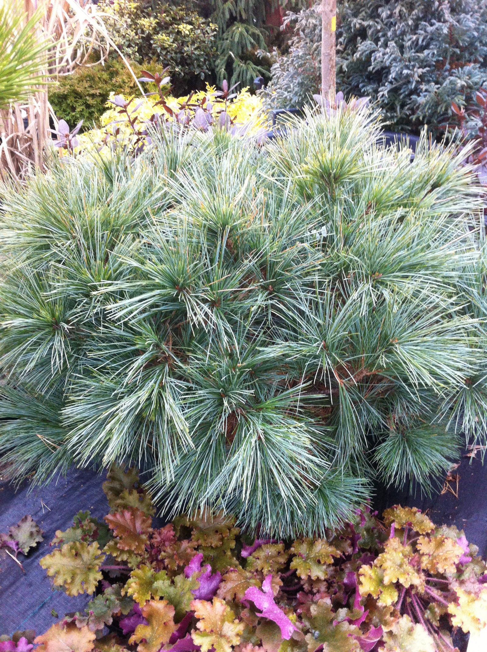 Pinus strobus Horsford Dwarf Horsford Dwarf White Pine