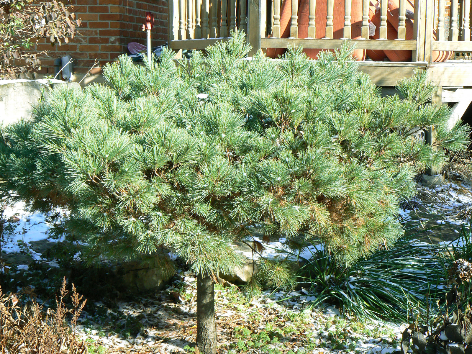 Pinus strobus Nana Dwarf Eastern White Pine