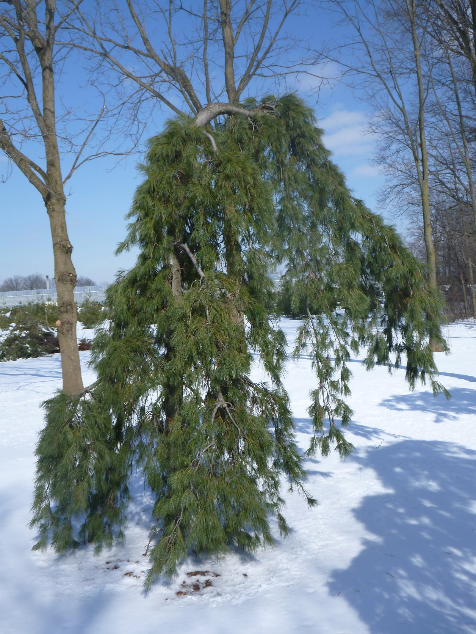 Pinus strobus Pendula Weeping Eastern White Pine