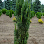 Pinus sylvestris Fastigiata Scots Sentinel Pine