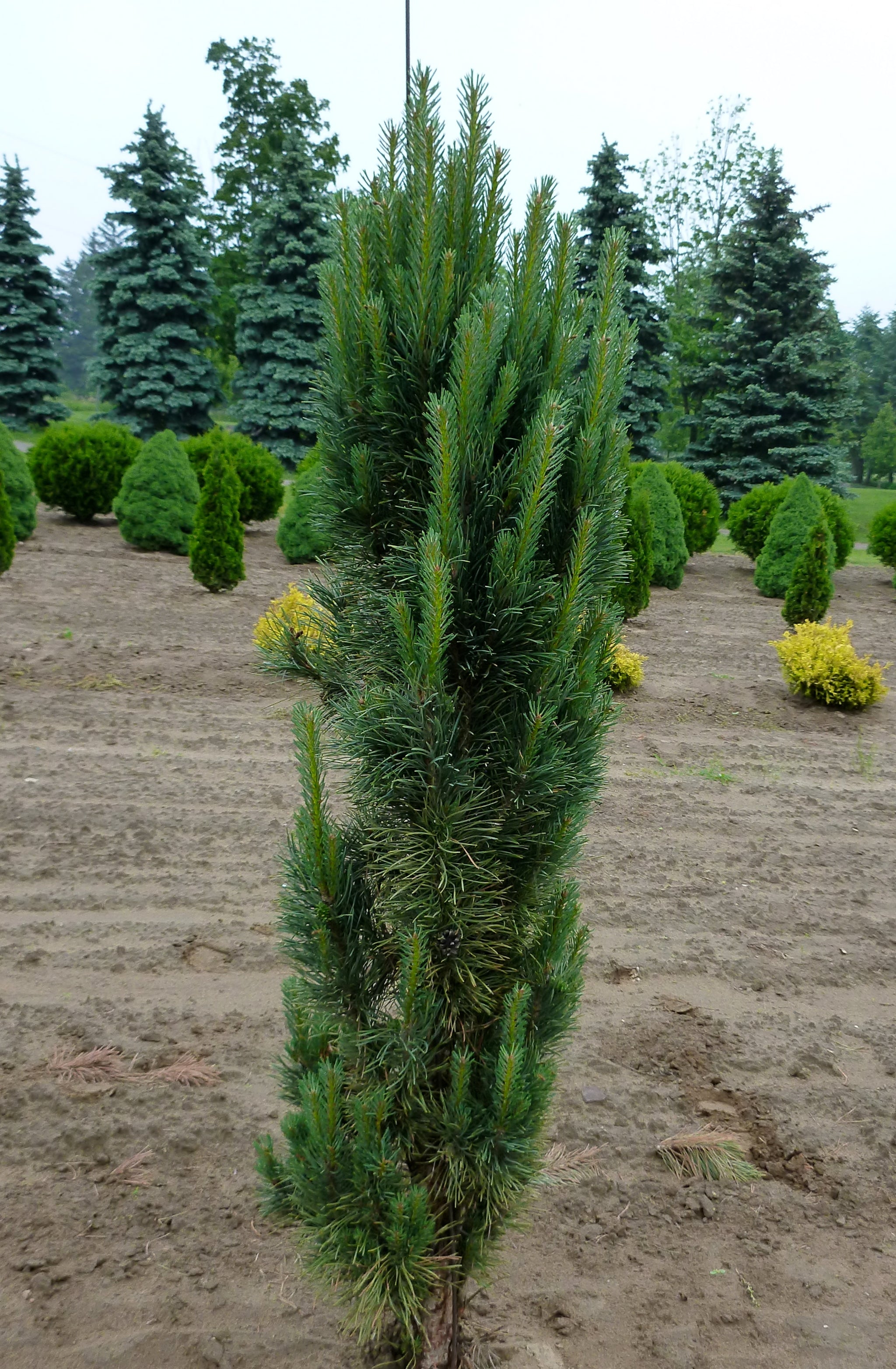 Pinus sylvestris Fastigiata Scots Sentinel Pine