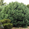 Pinus sylvestris Glauca Nana Dwarf Blue Scots Pine