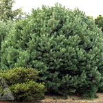 Pinus sylvestris Glauca Nana Dwarf Blue Scots Pine