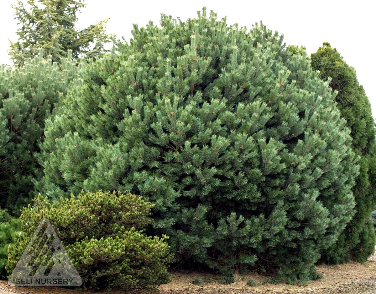 Pinus sylvestris Glauca Nana Dwarf Blue Scots Pine