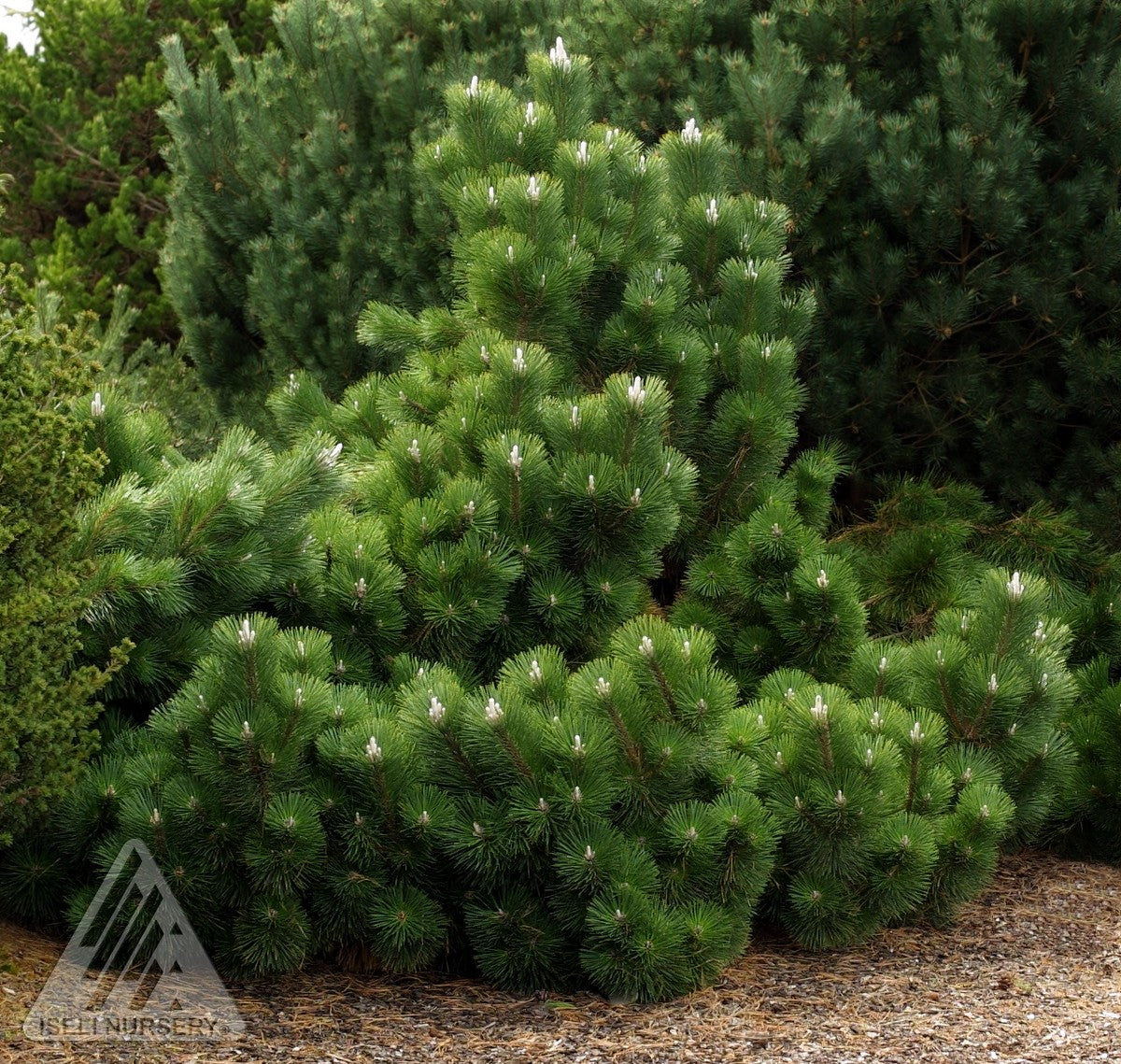 Pinus thunbergii Thunderhead Thunderhead Black Pine