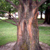 Taxodium distichum Common Bald Cypress