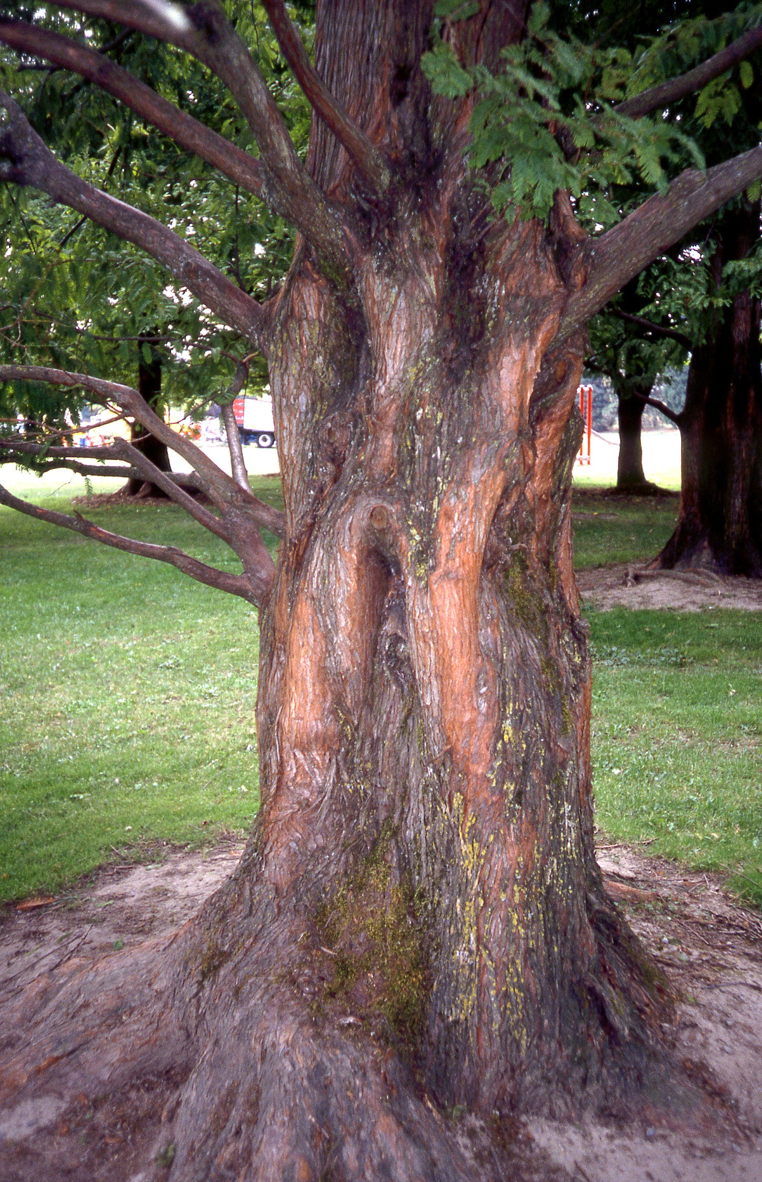 Taxodium distichum Common Bald Cypress