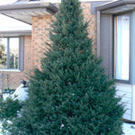 Taxus cuspidata Capitata Clipped Pyramidal Japanese Yew