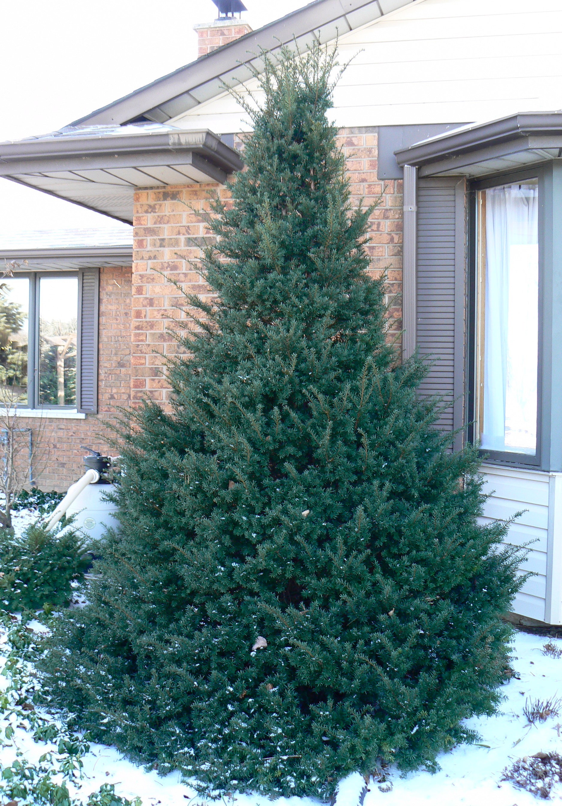 Clipped Pyramidal Japanese Yew – GardenTap