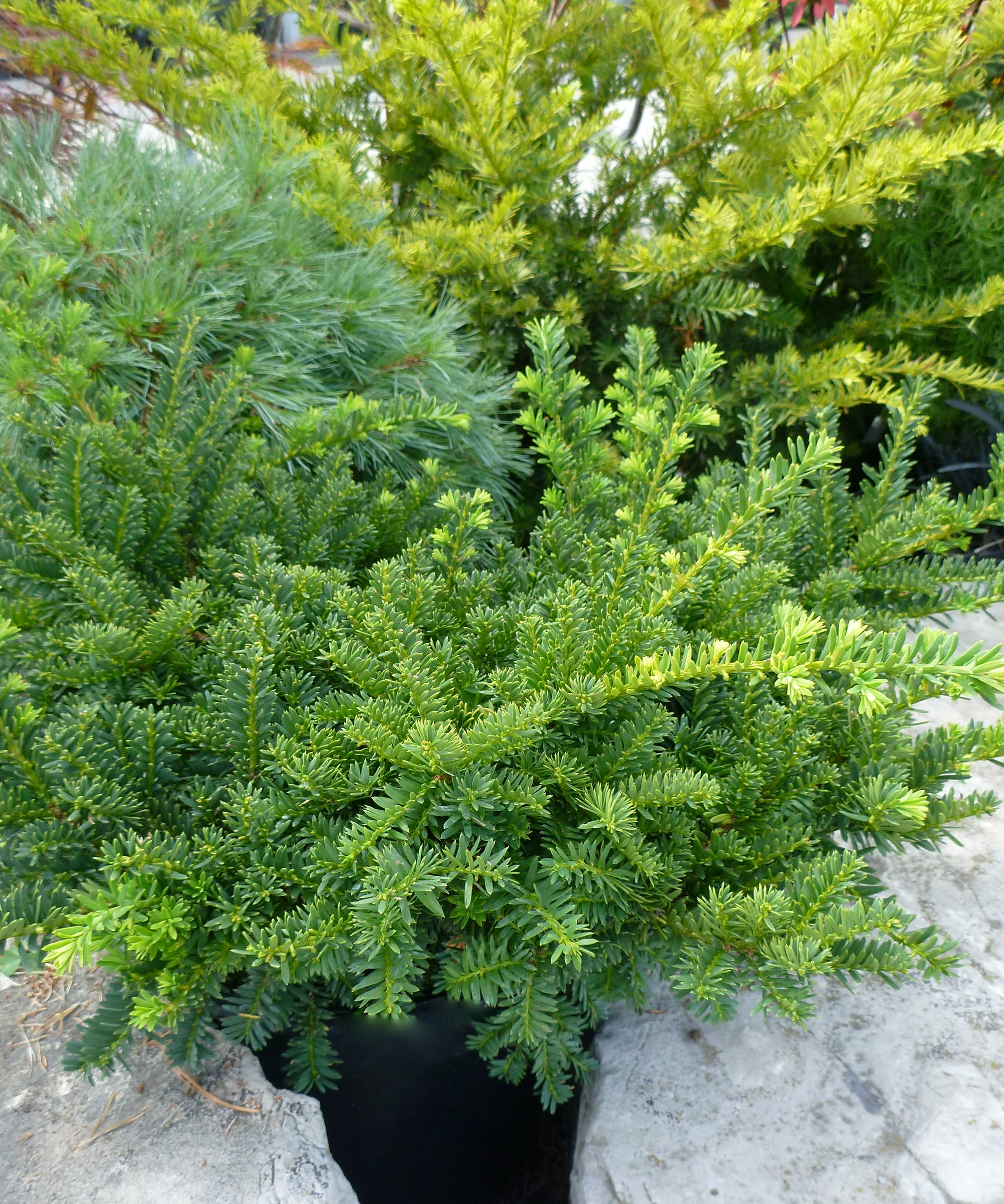 Taxus cuspidata Emerald Spreader Monloo PP10335 Emerald Spreader Yew