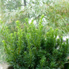 Taxus cuspidata Nana Dwarf Japanese Yew