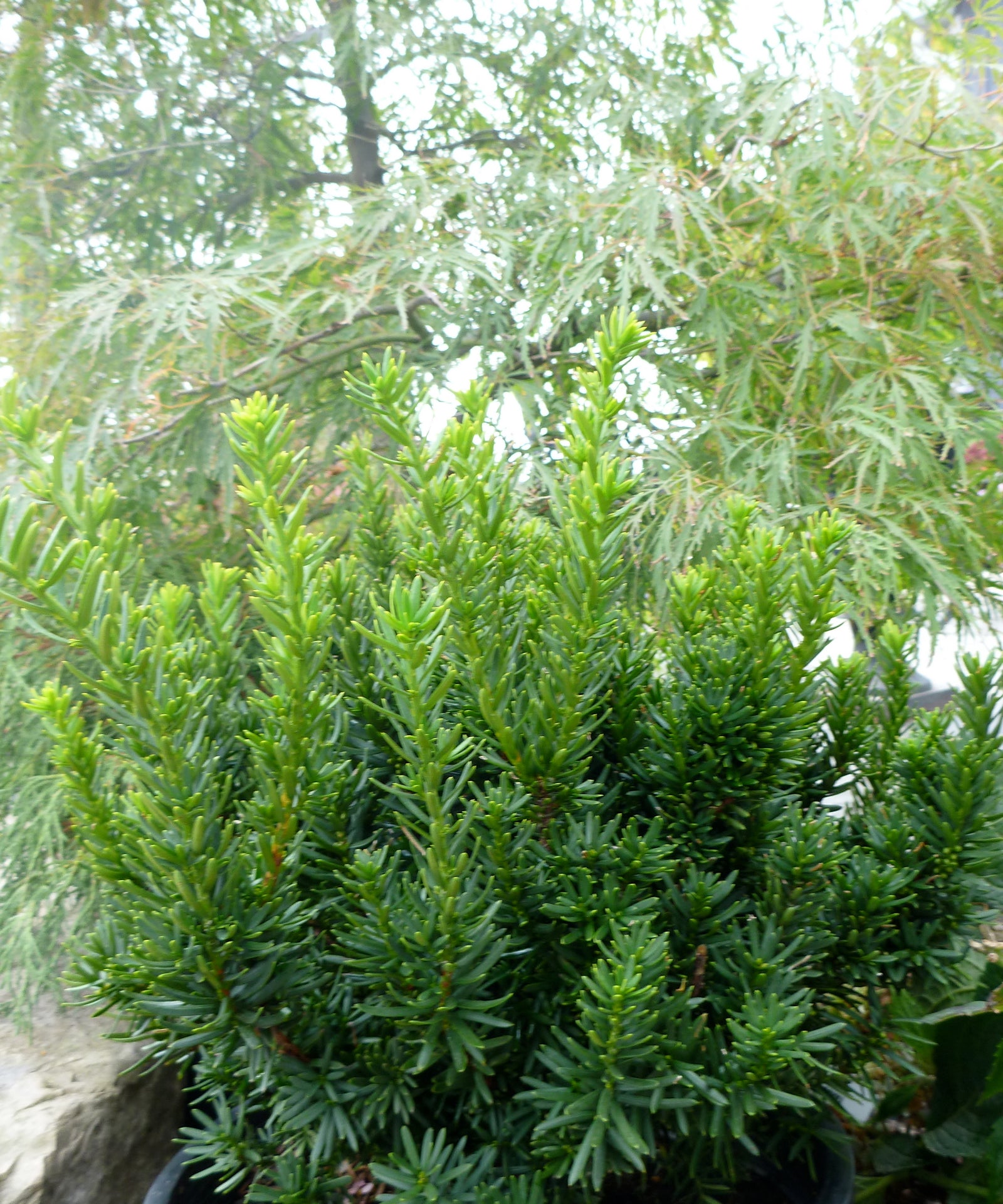 Taxus cuspidata Nana Dwarf Japanese Yew