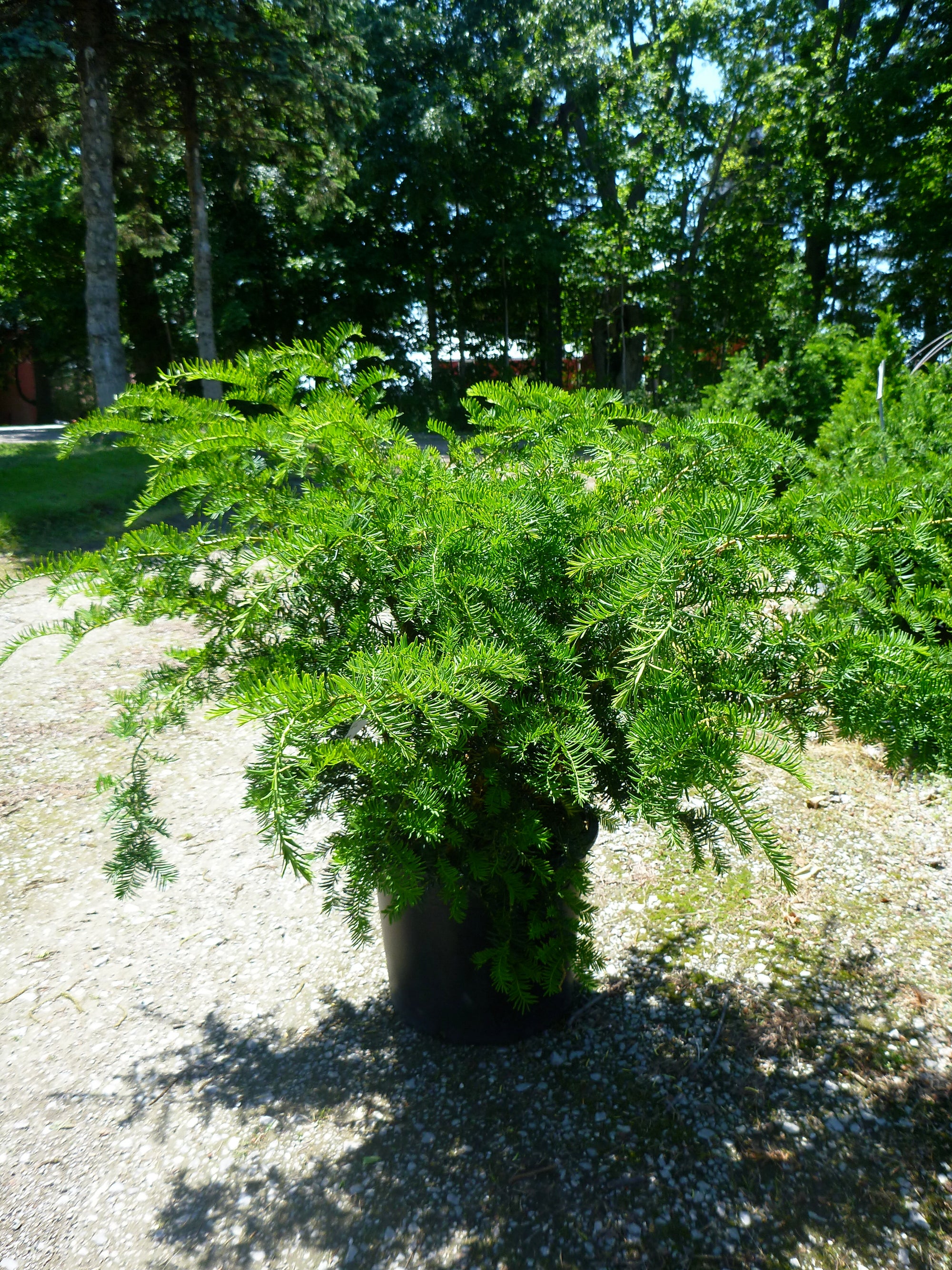 Taxus x media Andersonii Anderson's Spreading Yew