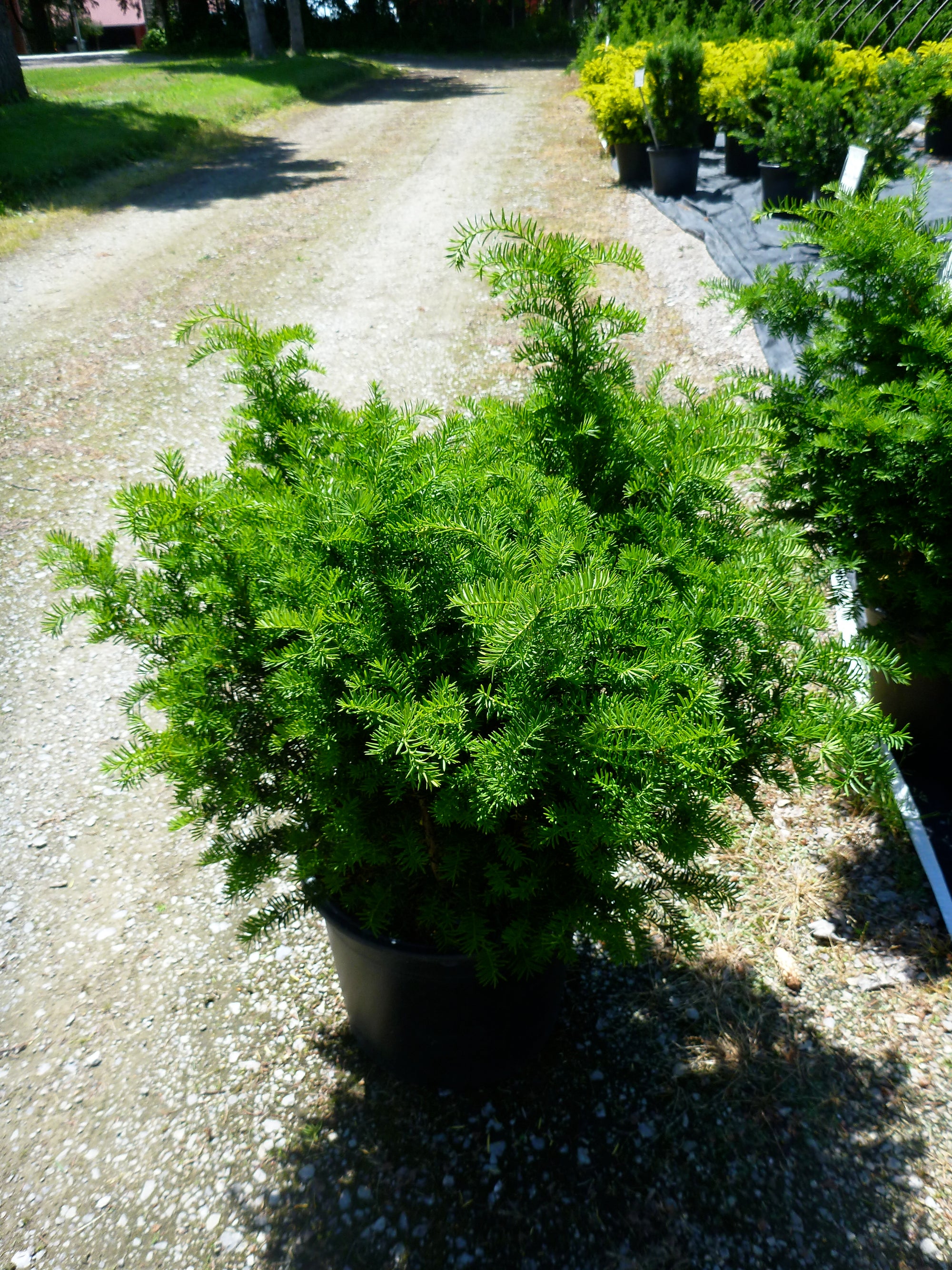 Taxus x media Brownii Brown's Yew