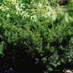 Taxus x media Densiformis Dense Yew