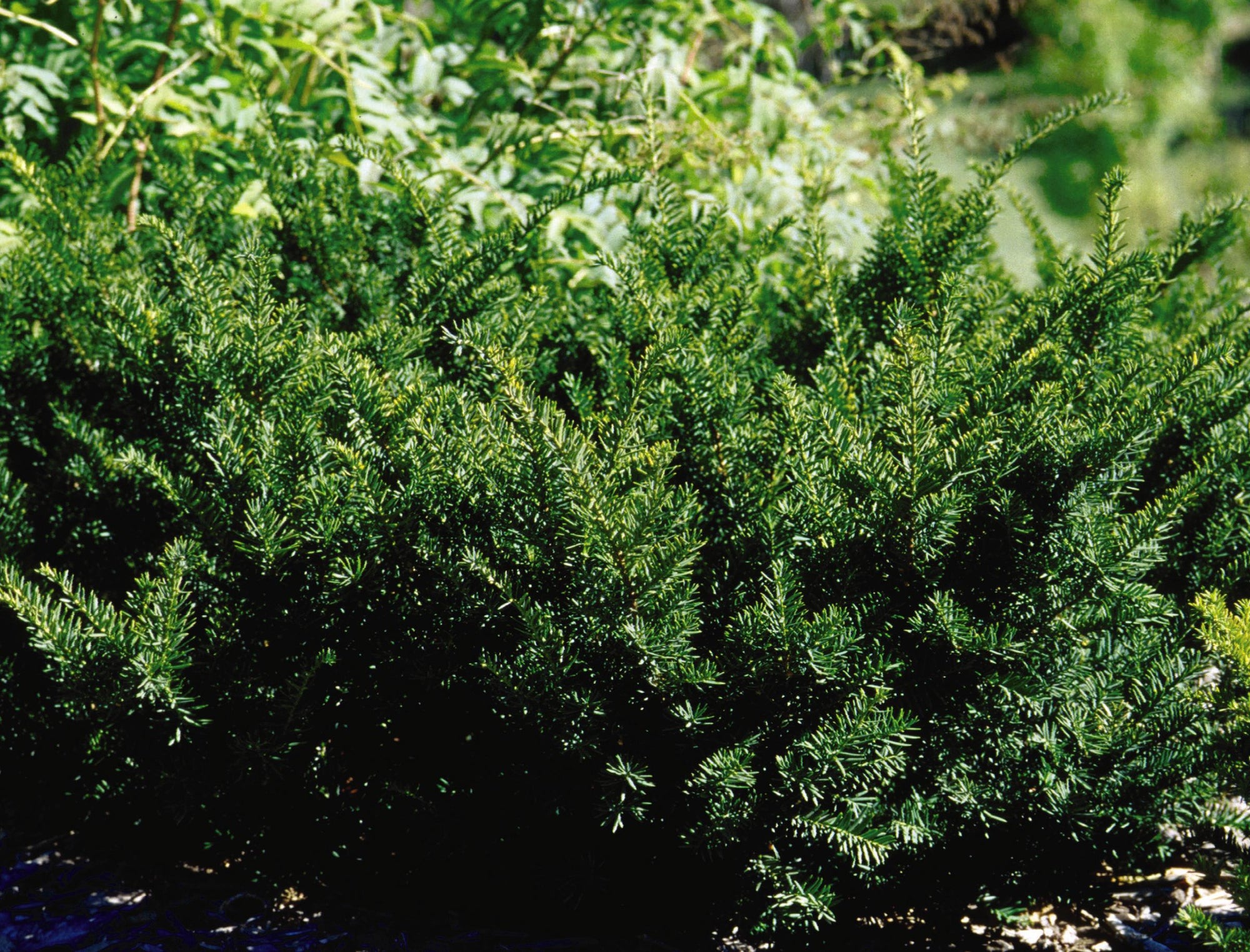 Taxus x media Densiformis Dense Yew