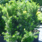 Taxus x media Hicksii Hick's Yew