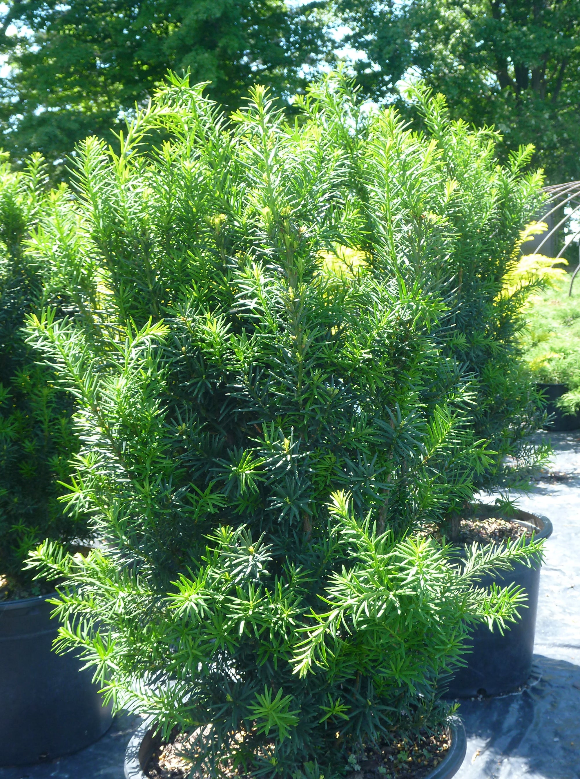 Taxus x media Hicksii Hick's Yew