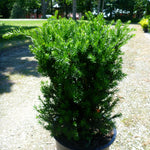 Taxus x media Hillii Hill's Yew