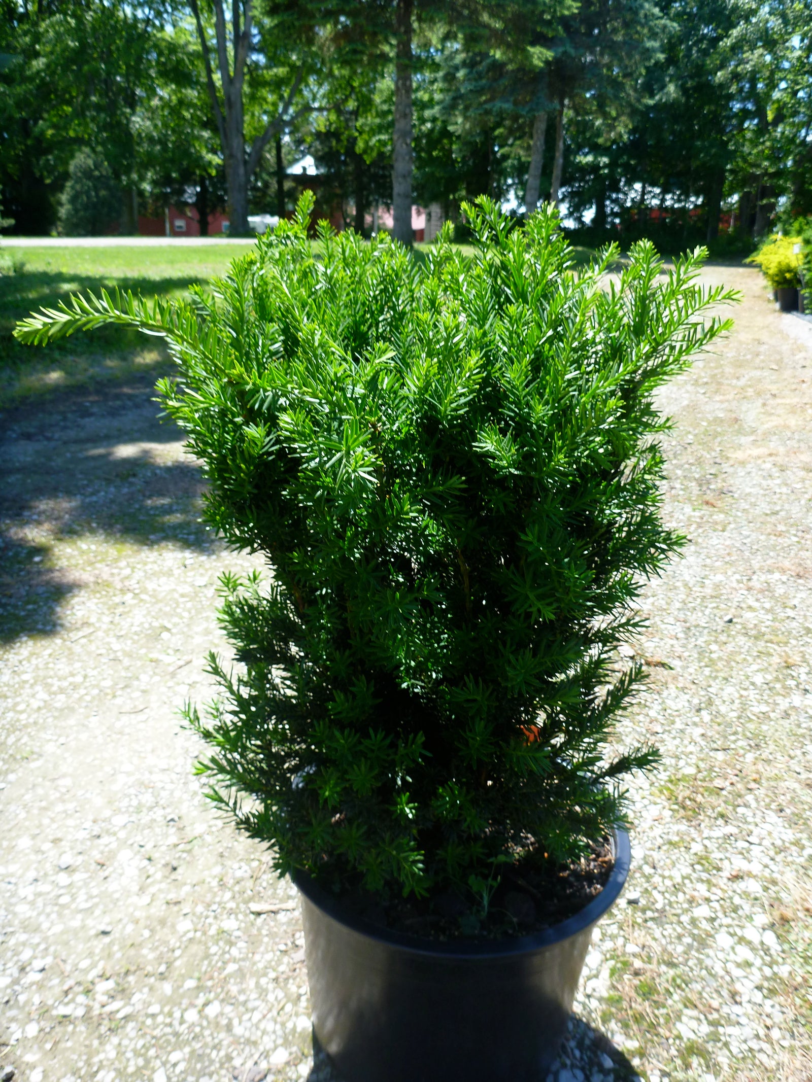 Taxus x media Hillii Hill's Yew