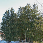 Thuja occidentalis Eastern White Cedar