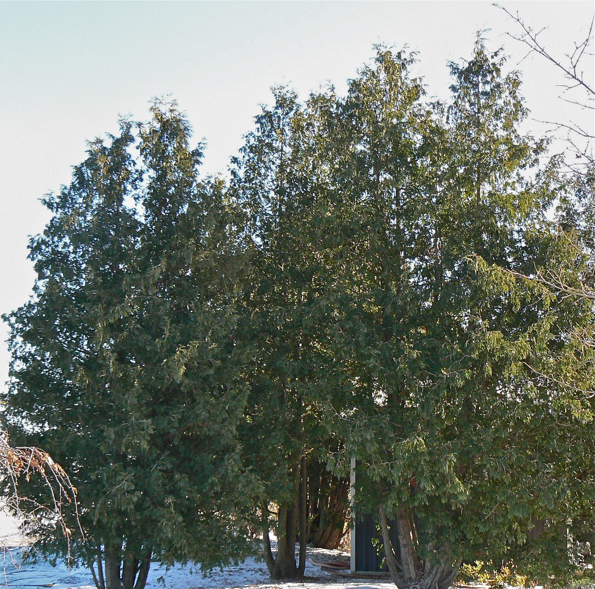 Thuja occidentalis Eastern White Cedar